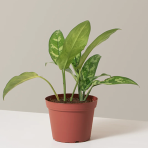 Аглаонема Мария